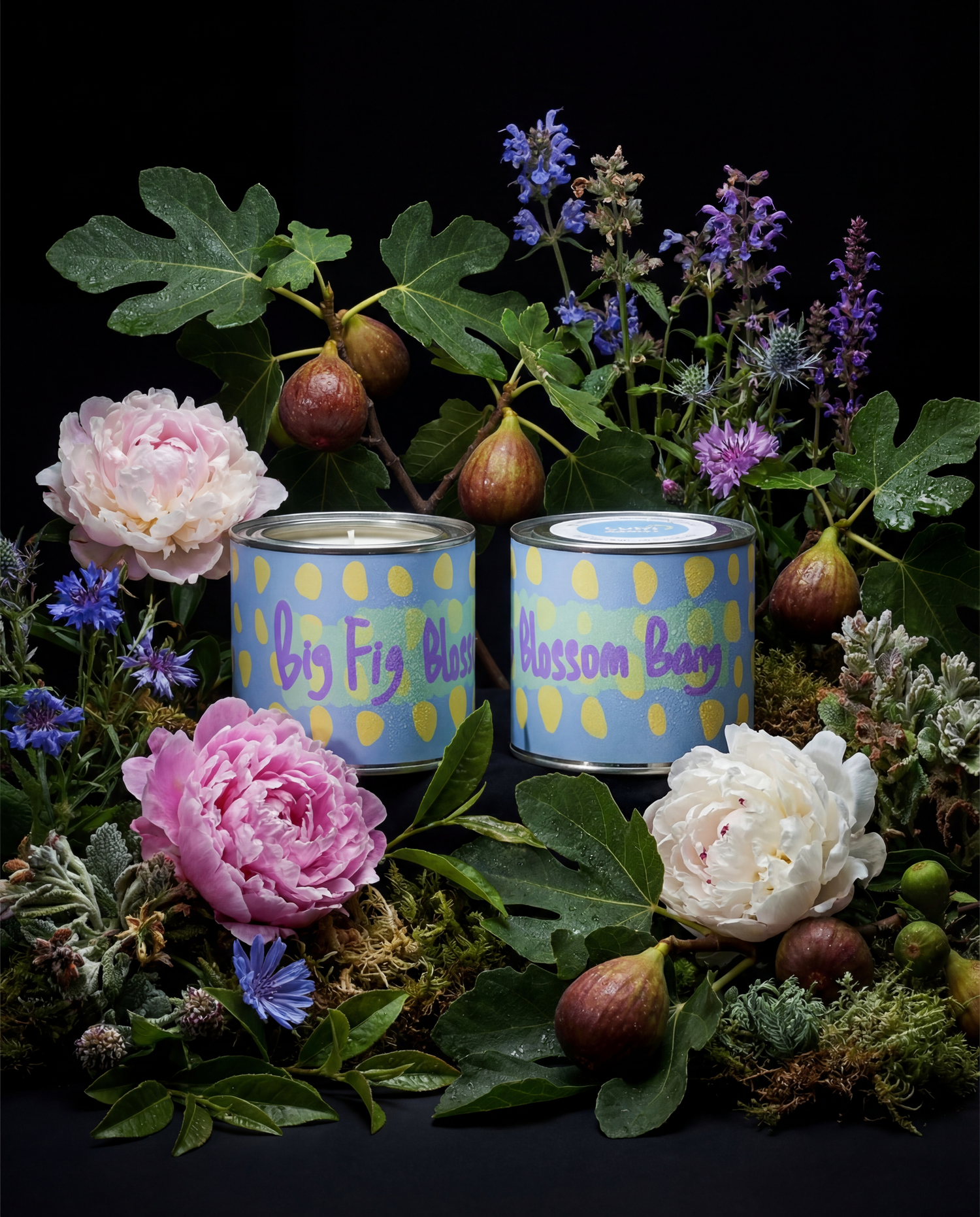 Big Fig Blossom Bang  — Fig Blossom