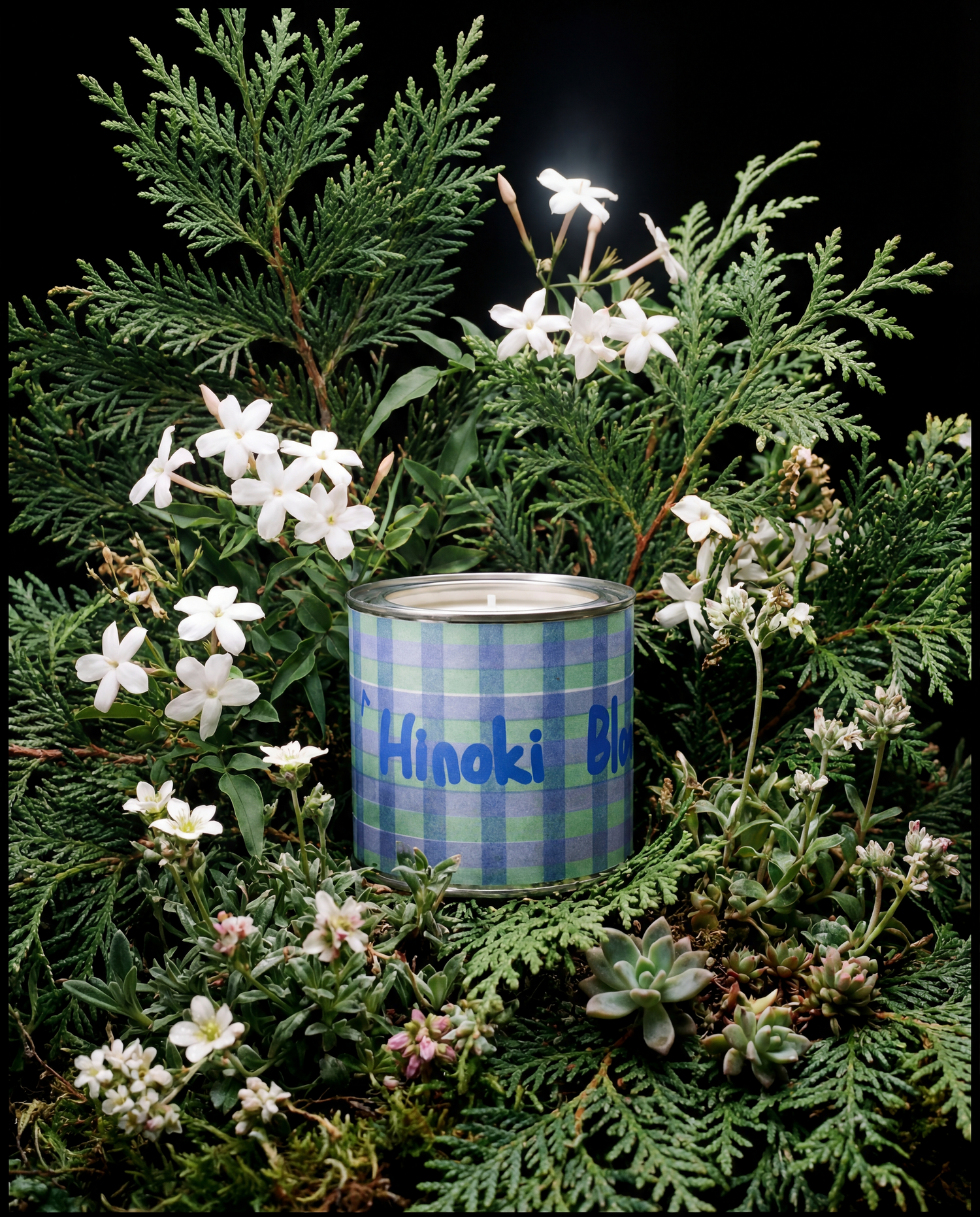 Hinoki Bloom in the Gloom — Hiniki Bloom